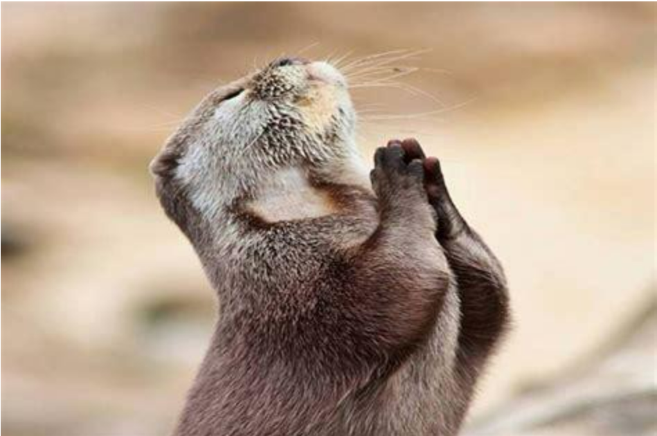 Meeting Animals In Prayer